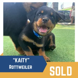 A Rottweiler puppy named "Kaity" sits on grass, wearing a blue collar, with the word "SOLD" and a partial view of another dog in the background.
