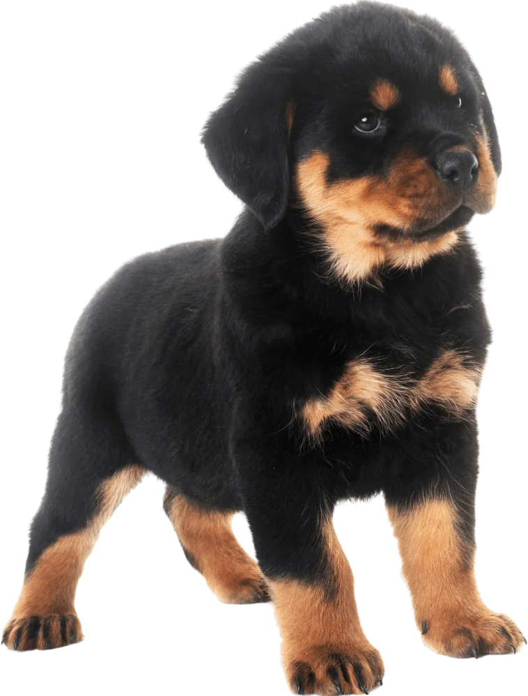 A young Rottweiler puppy stands on all four legs, looking slightly to the side. The puppy has black fur with tan markings on its face, chest, and legs.
