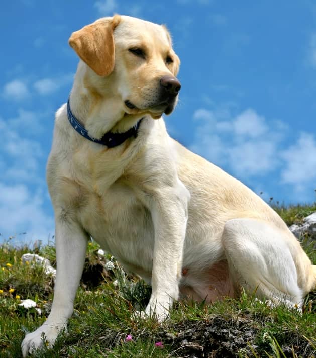 A yellow Labrador Retriever wearing a blue collar sits on grassy terrain with a blue sky and clouds in the background.
