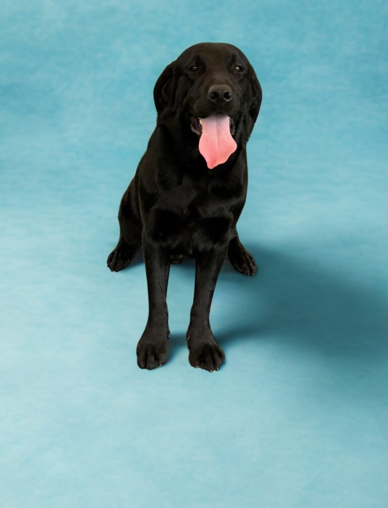 A black Labrador Retriever sits on a blue background with its mouth open and tongue hanging out.