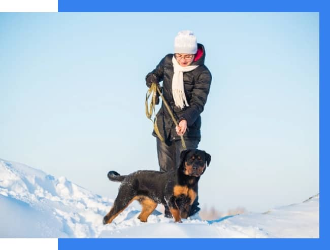 Person in winter clothing walks a black and brown dog on a leash through snowy terrain under a clear blue sky.