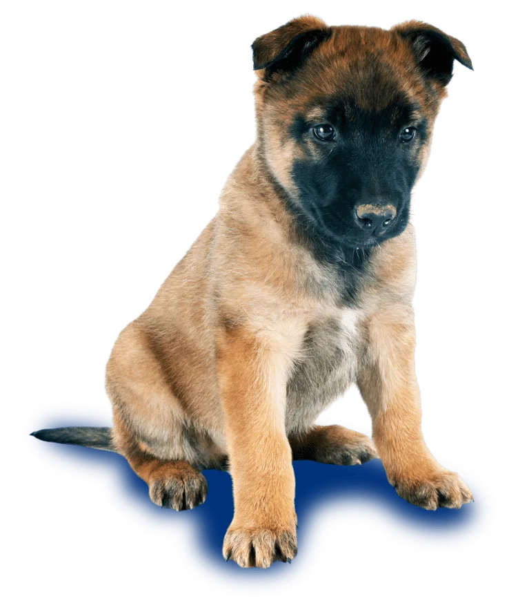 A brown and black puppy sits on a dark blue puddle-shaped surface, facing slightly to the right.