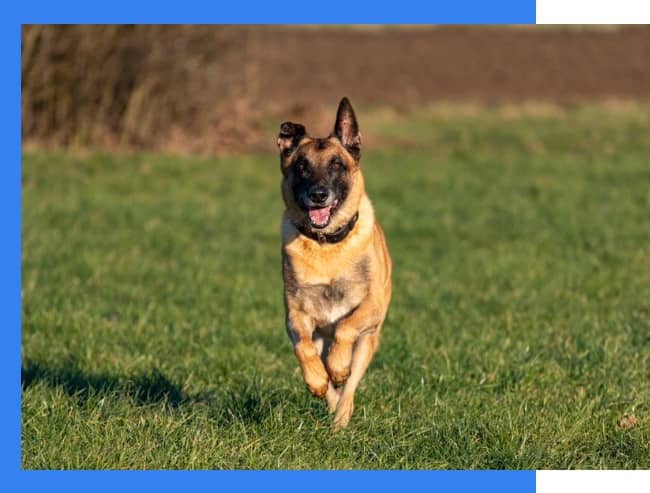 A brown and black dog runs across a grassy field on a sunny day.