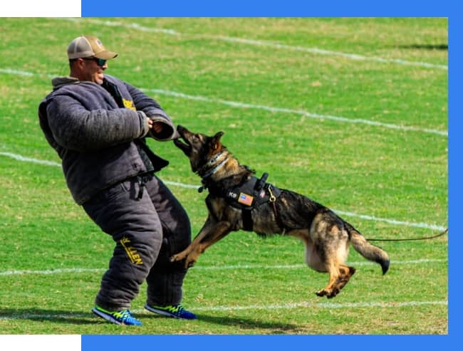 A police dog in a harness bites a trainer wearing a padded suit during a K-9 training exercise on a grassy field.