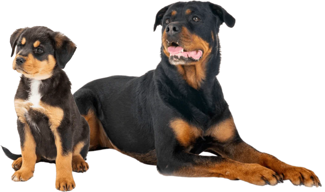 A Rottweiler puppy sits beside an adult Rottweiler lying down, both looking slightly to the right on a white background.