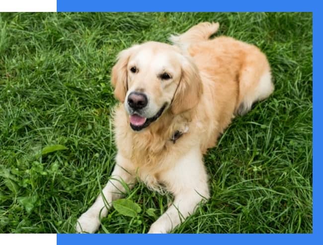 Golden retriever lying on green grass, looking forward with mouth slightly open. Blue and white border along the left and top edges of the image.
