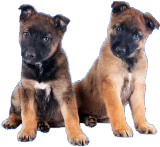 Two Belgian Malinois puppies with brown fur and black faces sit side by side, both looking toward the camera with their heads slightly tilted.