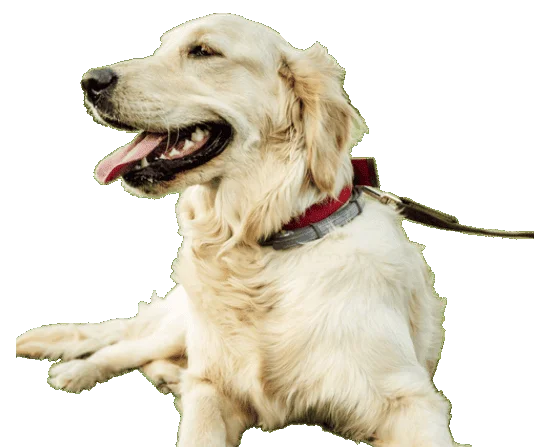 A golden retriever with a red collar and leash lies on the ground, looking to the side with its mouth open and tongue out.