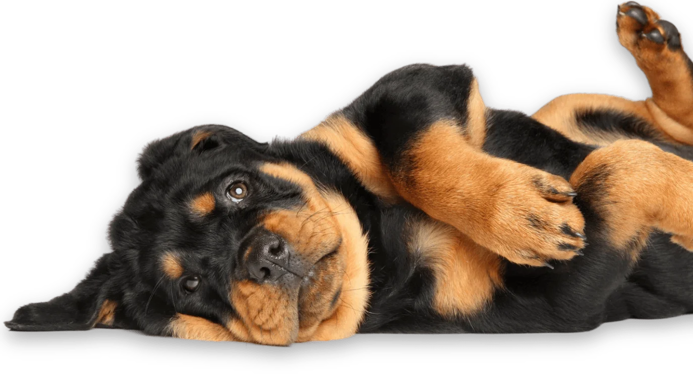 A Rottweiler puppy lies on its side with one paw raised, looking at the camera.