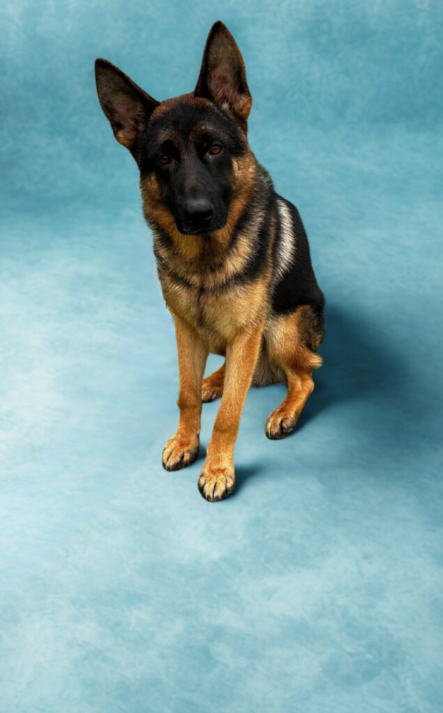 A German Shepherd dog sits on a light blue textured surface, facing forward with ears perked up.