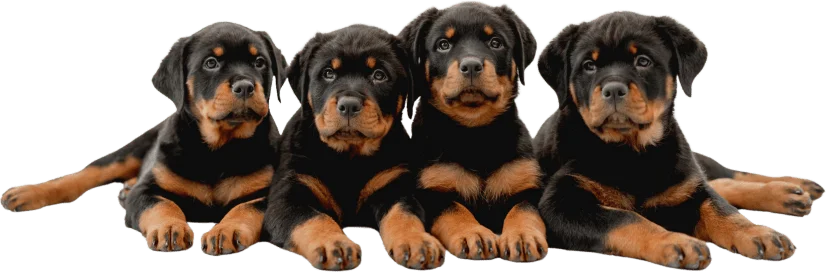 Four Rottweiler puppies lying side by side, facing forward, with black and tan markings, on a white background.