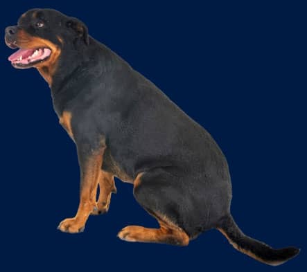 A Rottweiler dog sitting on its hind legs, facing left, with its mouth open and tongue visible, against a solid dark blue background.