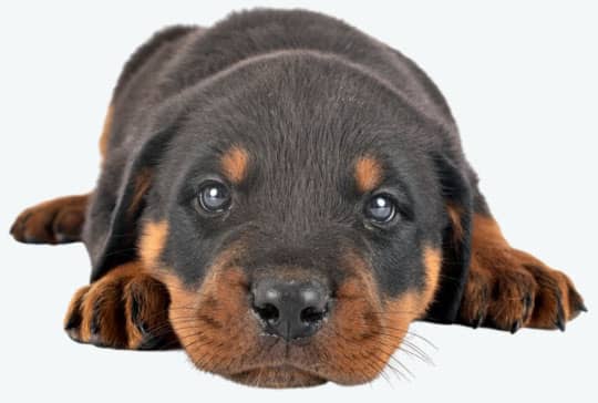 A Rottweiler puppy lying down with its head resting on its front paws, looking directly at the camera.