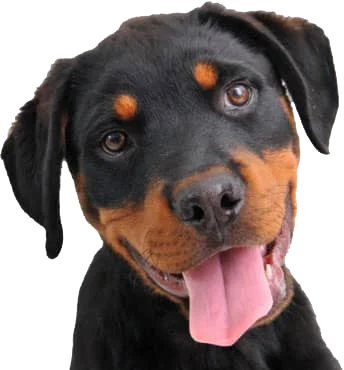 A Rottweiler dog with black and tan fur is looking at the camera with its head tilted and tongue out.