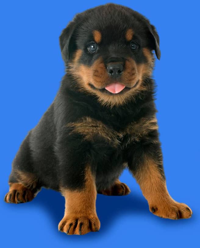 A Rottweiler puppy sits on a blue background with its tongue out, looking forward.