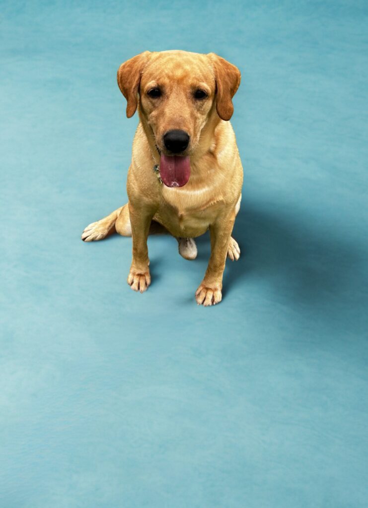 A yellow Labrador retriever sits on a solid light blue surface, looking forward with its mouth open and tongue out.