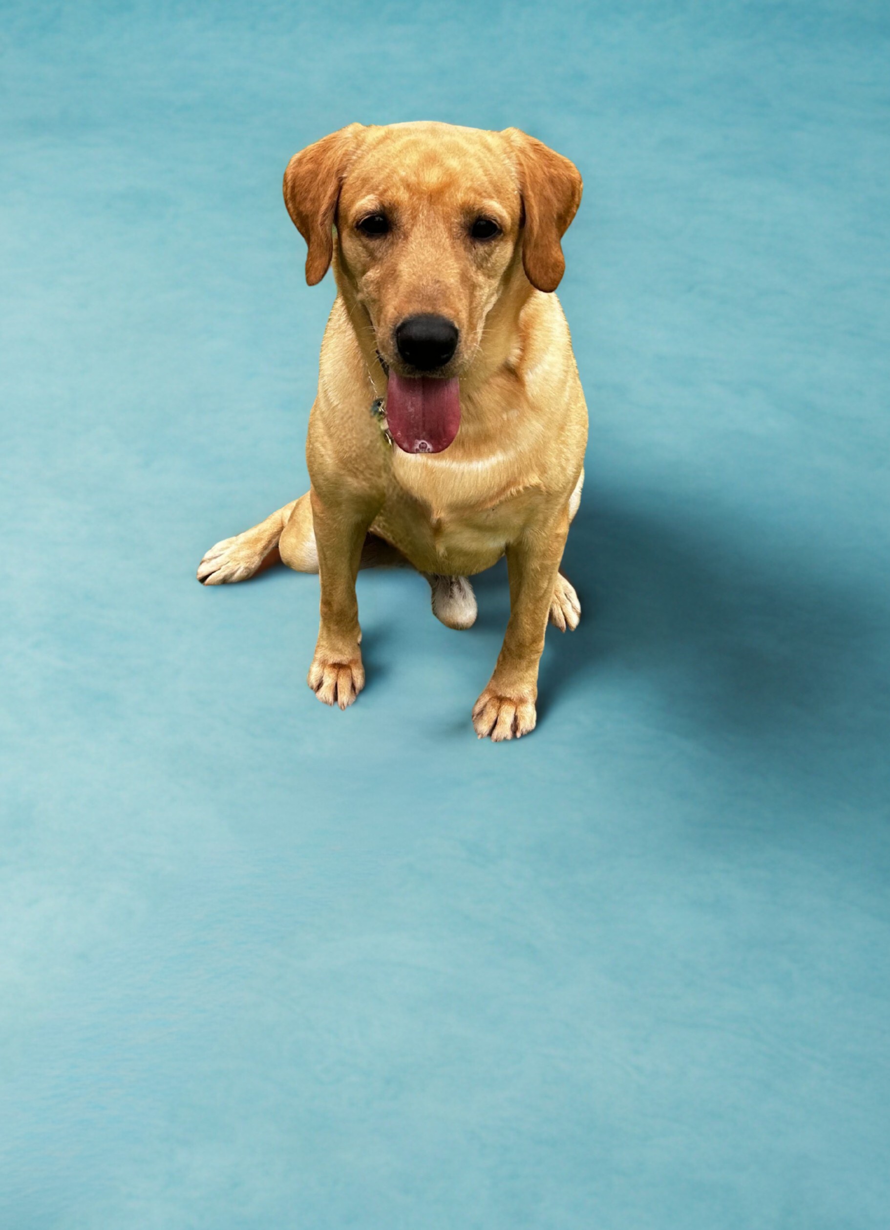 A yellow Labrador retriever sits on a solid light blue surface, looking forward with its mouth open and tongue out.