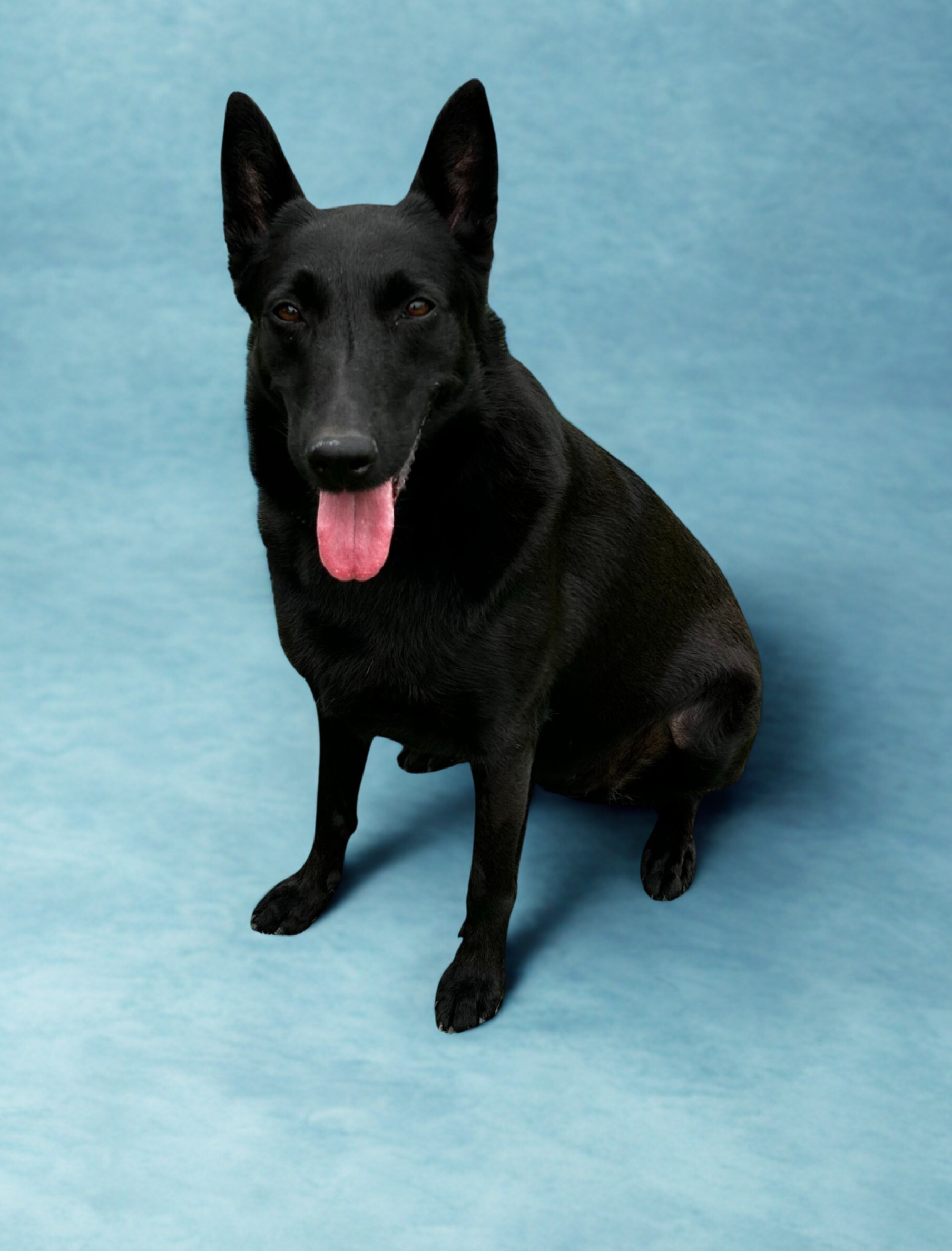 A black dog with upright ears sits on a light blue textured background, facing forward with its tongue out.