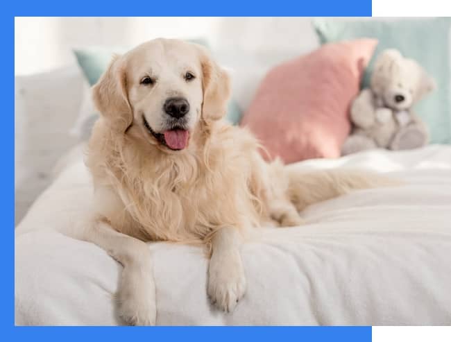 A golden retriever lies on a bed with white bedding, surrounded by pastel pillows and a teddy bear in the background.