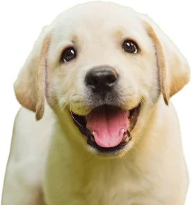 A yellow Labrador Retriever puppy with light fur sits facing forward, mouth open, and tongue out, appearing happy.