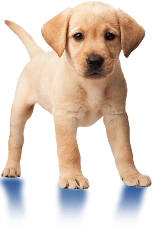 Yellow labrador puppy standing with its front paws in blue flippers, facing forward against a white background.