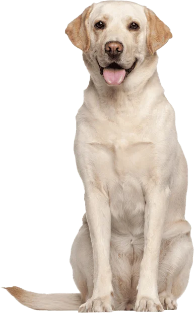 A yellow Labrador Retriever sits facing forward with its mouth open and tongue out.