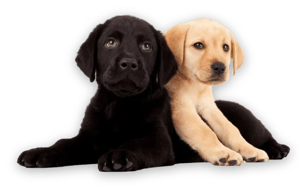 A black Labrador puppy and a yellow Labrador puppy lie side by side, both facing forward with their front paws outstretched.