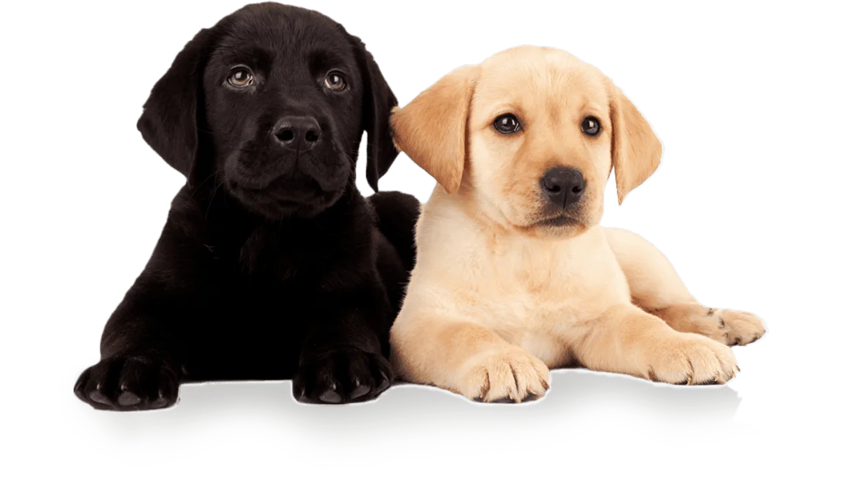 A black Labrador Retriever puppy and a yellow Labrador Retriever puppy lying side by side on a white background.