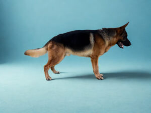 A German Shepherd stands in profile against a plain light blue background.