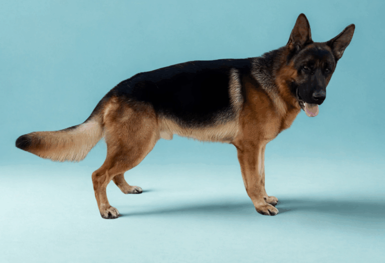 A German Shepherd dog stands on a light blue background, facing slightly to the side with its tongue out.