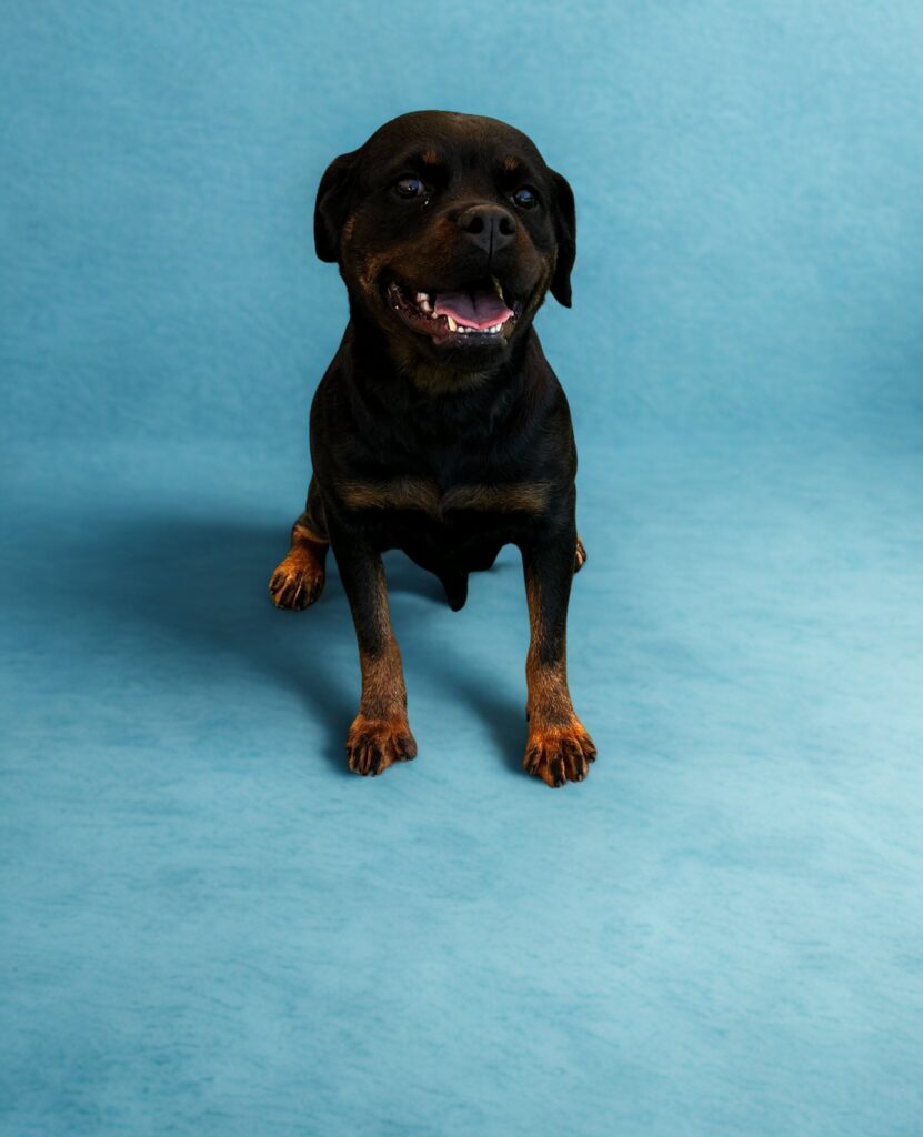 A black and brown Rottweiler dog sits on a light blue background, looking forward with its mouth slightly open.