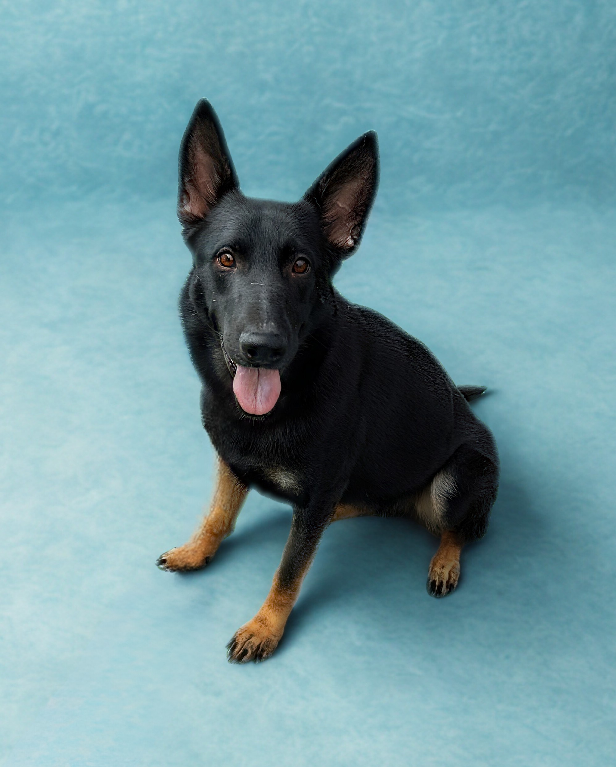A black and tan dog with upright ears sits on a light blue textured surface, looking at the camera with its tongue out.