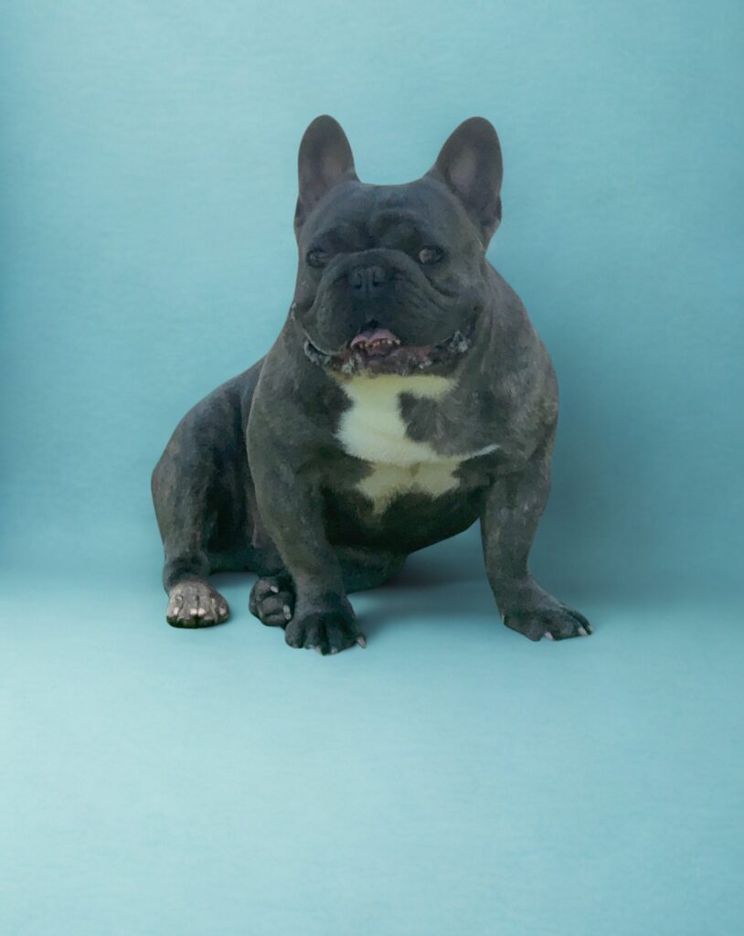 A black French Bulldog with a white chest sits on a light blue background, facing forward.