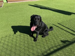 A black Labrador dog sits on green artificial grass with its mouth open and tongue out, casting a shadow in the sunlight.