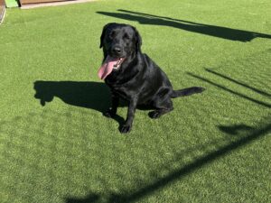 A black dog with its tongue out sits on artificial grass in sunlight, with shadows from a fence visible on the ground.