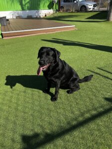 A black dog is sitting on artificial grass in sunlight, with its tongue out. There is a green building and a parked car in the background.