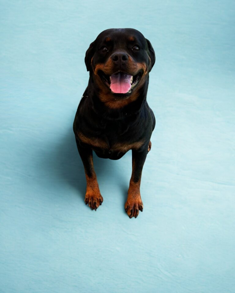 A Rottweiler stands on a light blue background, facing the camera with its mouth open and tongue out.