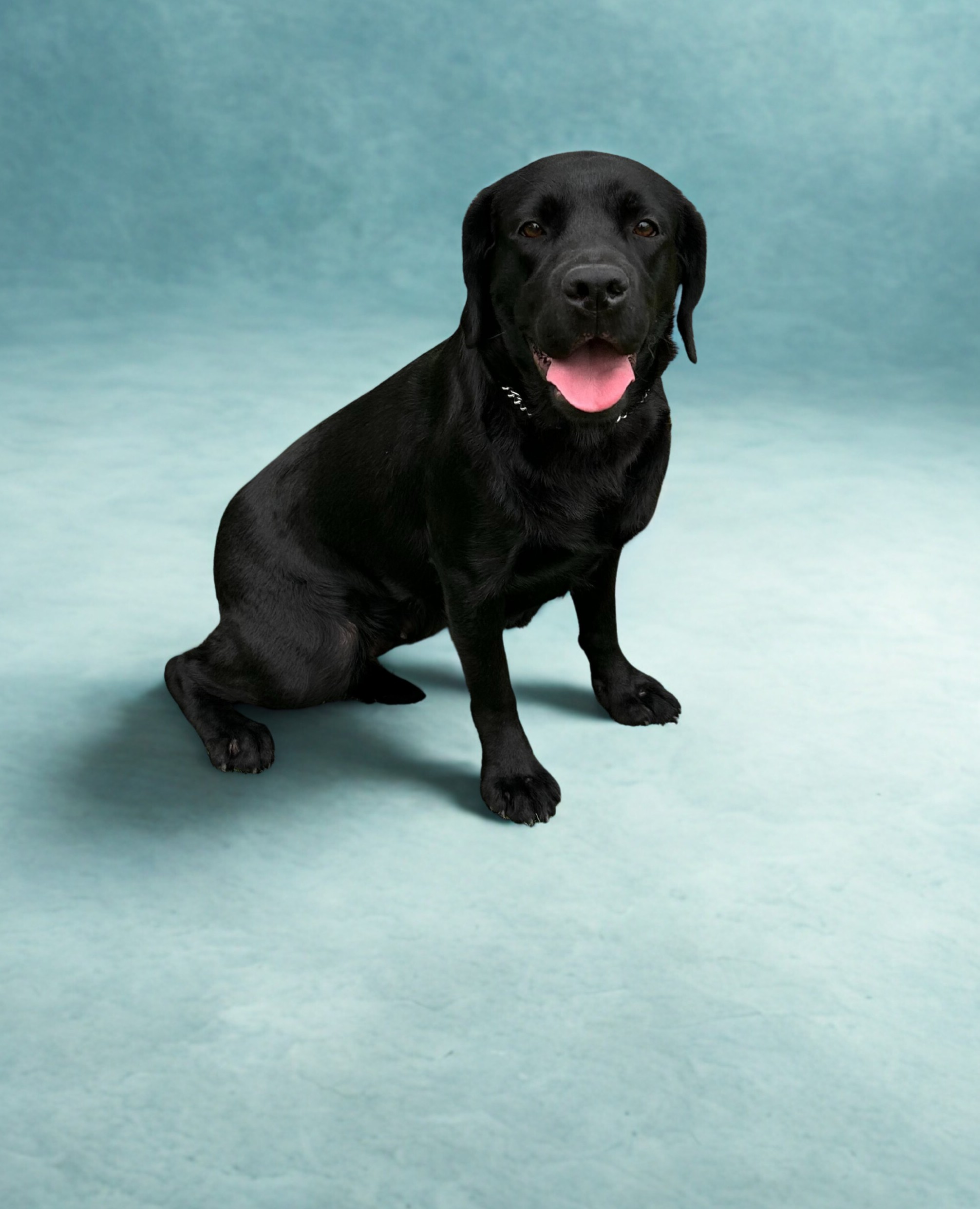 A black Labrador Retriever sits on a light blue background with its mouth open and tongue out.