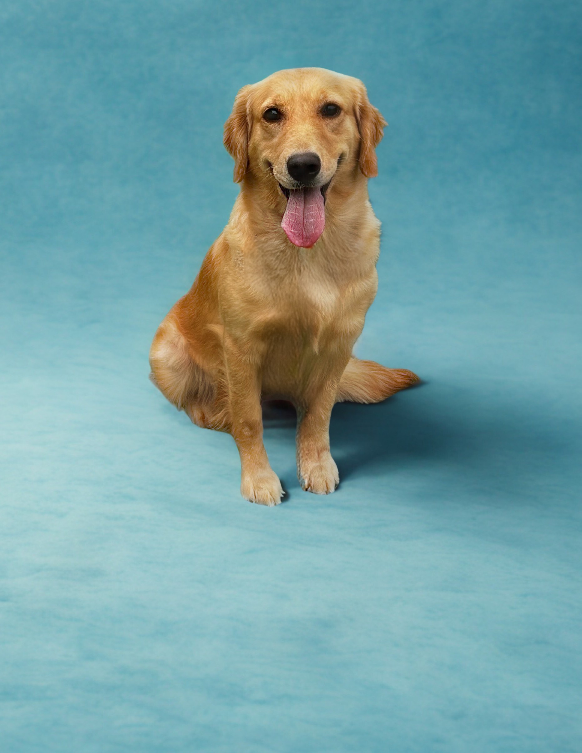 A golden retriever sits on a light blue studio backdrop, facing the camera with its tongue out.