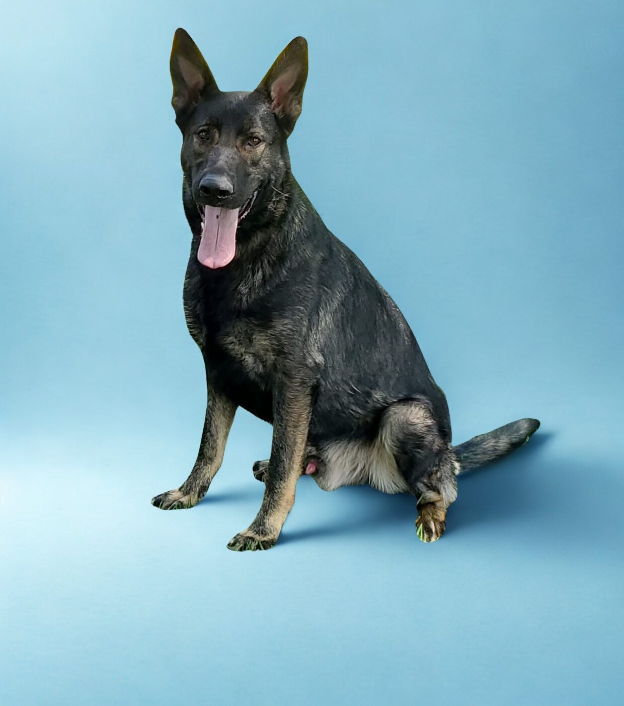 A German Shepherd dog sits on a light blue background with its mouth open and tongue out.