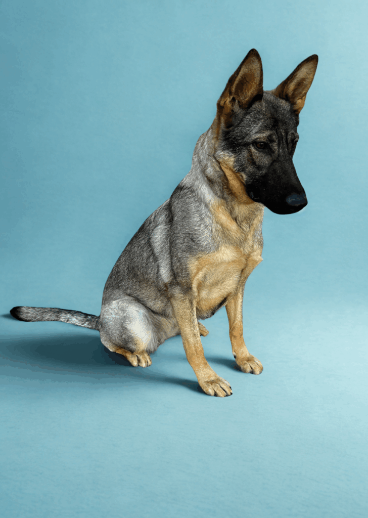 A German Shepherd dog with a digitally altered, enlarged snout sits on a light blue background.