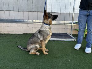 A German Shepherd dog sits on artificial grass, leashed and looking up at a person standing nearby.