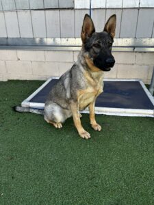 A German Shepherd sits on artificial grass in front of a raised platform and a concrete wall, facing forward.