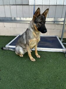 A German Shepherd sits on artificial grass in front of a white wall, with its leash attached and a raised platform behind it.