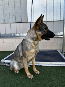 A German Shepherd dog sits on artificial grass, leashed and looking to the right, with a wooden building wall in the background.