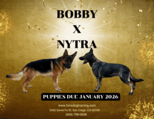Two German Shepherd dogs stand facing each other on a gold background with fireworks. Text announces “Bobby x Nytra,” a litter due January 2026, with contact info for Fons Dog Training.