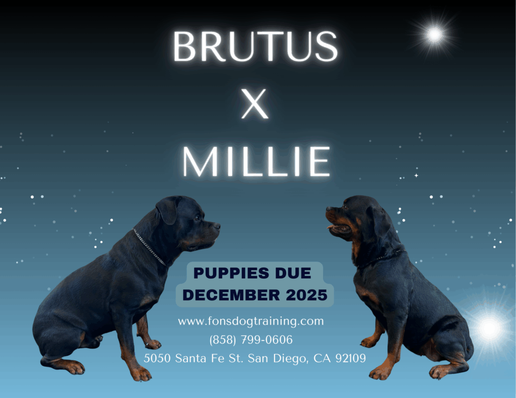 Two Rottweilers, Brutus and Millie, sit facing each other against a starry background with text announcing puppies due December 2025 and contact information below.