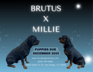 Two Rottweilers, Brutus and Millie, sit facing each other against a starry background with text announcing puppies due December 2025 and contact information below.