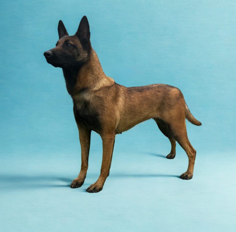 Beautiful Female Belgian Malinois For Sale
