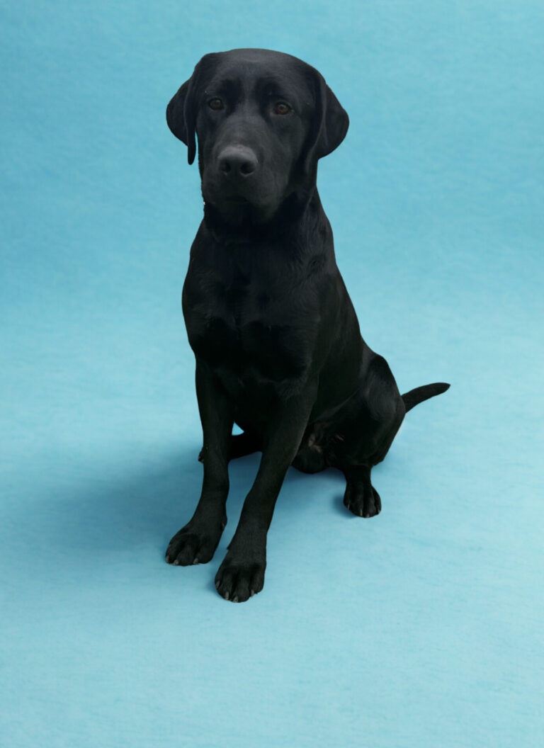 Beautiful Male Labrador Retriever For Sale